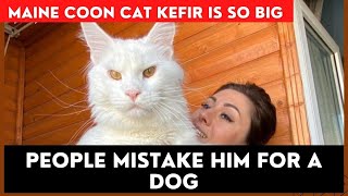 Maine Coon Cat Kefir is so Big People Mistake him for a Dog [upl. by Plerre144]