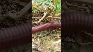 millipede millipedes babyanimals frogging animals amazingfish shortsvide birds shorts 12 [upl. by Deni695]