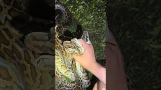 Catching a whole lot of pythons evergladespythoncrazywildlifesnakeyoutubeviral [upl. by Evannia374]