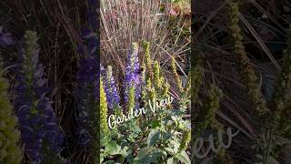 Perennial Garden Plants Fall Show 🎶🍃 perennial garden plants fallseason gardenplants [upl. by Pettifer]