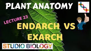 Plant Anatomy 23  Endarch vs Exarch conditions [upl. by Susann]