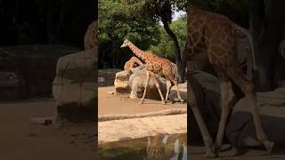 Zoológico de Chapultepec Um refúgio de vida selvagem na Cidade do México Entrada gratuita zoo [upl. by Aidnahs]