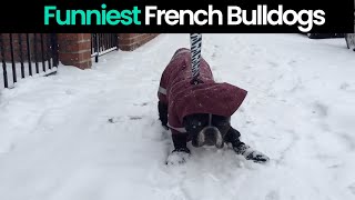 French Bulldogs Why they are the Best Dogs [upl. by Gennaro]