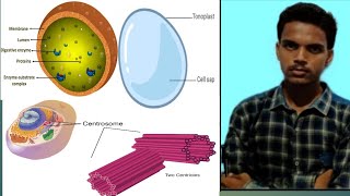 Golgi bodyVacualesLyososome and centrosome partofcellbiology [upl. by Wolfort512]