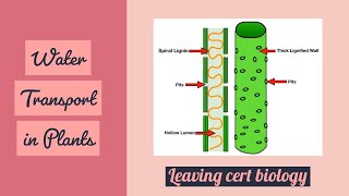 Water Transport in Plants Leaving Cert [upl. by Norab]