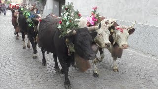 Transumanza mucche nel pomeriggio  Pont Canavese 2019 [upl. by Dijam]