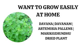 Want To Grow Easily At Davana  Davanam  Artemisia Pallens  Marikozhundhu Plant From Stem [upl. by Coniah]