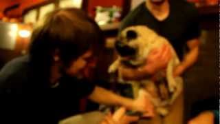 Screaming Pug Hates Nail Clippers [upl. by Kutzenco]