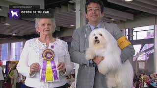 Cotons de Tulear  Breed Judging 2019 [upl. by Warfold93]