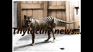 Thylacine sighting October 2022  far north Queensland with Ken [upl. by Ibob36]