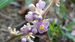 Ophiopogon Japonicus medicinal plant [upl. by Torto78]