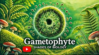 Gametophyte VS Sporophyte Part  1 l NEET l CBSE l Plant Kingdom [upl. by Gader]