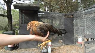 How to tell a hen from a rooster with 2 month old chicks chickens [upl. by Elrebmik681]