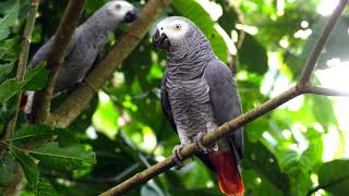 2 Hours African Grey Parrot Sounds Effects [upl. by Leay]