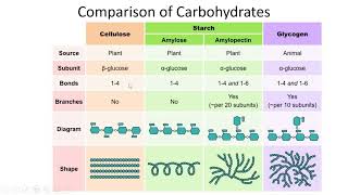 Carbohydrates Classification Structures and Functions  Lecture 6a [upl. by Chase314]