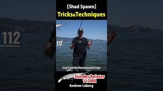 【Shad Spawn 04 05】Shad Spawn Tricks and Techniques【Jerk Bait】 [upl. by Hceicjow]