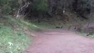 Danfe Lophophorus impejanus The National Bird of Nepal spotted in Rara National Park [upl. by Earized]