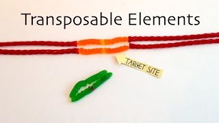 Transposable Elements [upl. by Ecneret]