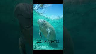 2024 manatee and 5000bce manatee animals trending [upl. by Hakvir578]