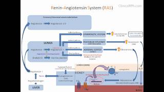 ReninAngiotensin Aldosterone System RAAS [upl. by Nosirrah]