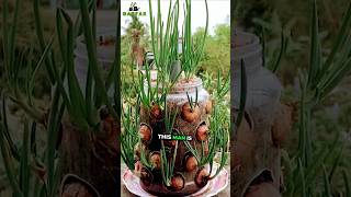 Growing Onions with just a plastic bottle great results garden gardening [upl. by Chrisy]