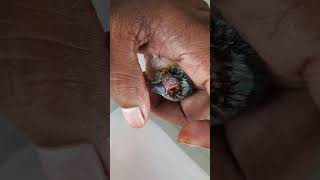 Blue gouldian finch tumor treatmentgouldian finches [upl. by Adnauqaj]