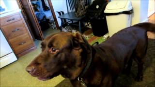 Chocolate Lab Dog Singing Howling amp Barking [upl. by Levison758]