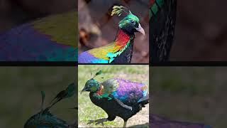 LOS BRILLANTES COLORES DEL FAISÁN COLIRROJO curiosidades animales naturaleza [upl. by Yahs]