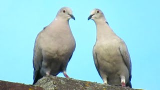 Eurasian Collared Doves Mating  Dove Coo Sounds [upl. by Skurnik]