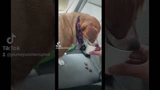 DOES YOUR DOG BITE NOT ME dogsofyoutube doggieshorts caninecuties [upl. by Waldo]