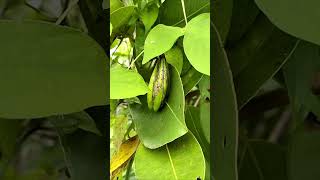 Calophyllum Mast Wood Beauty LeCalophyllum Khmerbugs naturephotography shorts shortvideo [upl. by Brenda]