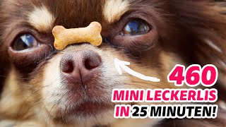 Hunderte Hundekekse mit der Backmatte in 25 Minuten backen Der beste Küchenhack aller Zeiten [upl. by Itra782]