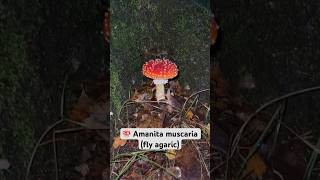 Amanita muscaria mushroom 🍄 [upl. by Novit]