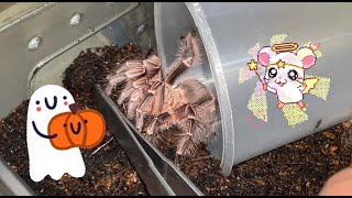 1From ugly to nice home  Tarantula rehouse [upl. by Crowley]