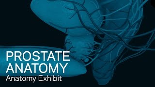 Prostate Anatomy  Anatomical Animation [upl. by Gray]