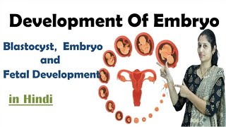 Pregnancy  Development of Embryo  In Hindi  NEET  Embryo development  NEET  MHTCET [upl. by Abercromby]