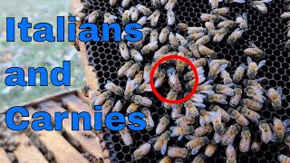 Italian Bees VS Carniolan Bees What we are doing and why I think [upl. by Warram]