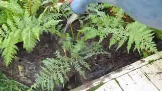 Grow Tree Ferns [upl. by Naval]