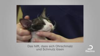 Die Ohrreinigung bei der Katze [upl. by Bahner762]