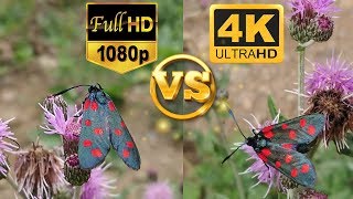 Full HD 1080p vs 4K Ultra HD  Sample Test Video  Side by Side Comparison  Karşılaştırma [upl. by Denton448]