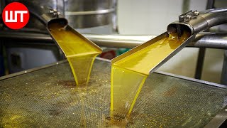 How Olive Oil Is Made  Olive Harvesting Technology  Factory Process [upl. by Lorac]