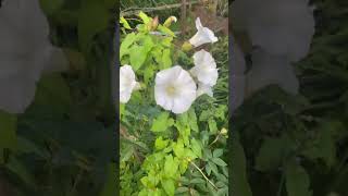 Convolvulus or Bindweed [upl. by Norma]