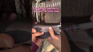 Intravenous injection in ear vein l dr Umar khan [upl. by Lleihsad]