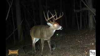 Antler Aspirations Part 8 of 15 Deer Hunters Eye Candy bucks whitetails outdoors trailcam [upl. by Colp]