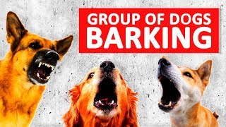 Group of Dogs Barking Sounds to Make your Dog Bark HD [upl. by Wilen289]