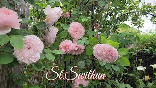 St Swithun English Climbing Rose  David Austin Roses [upl. by Yalcrab116]