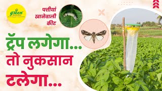 Pheromone Trap For Soyabean  Funnel Trap with Spodo Lure  पत्तियां खानेवाली कीट  सोयाबीन के किट [upl. by Esikram113]