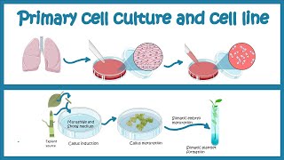 Primary Cell culture and cell line  Cell culture basics [upl. by Didi]