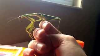 Chinese Praying Mantis Feeding Tenodera sinensis [upl. by Siva]