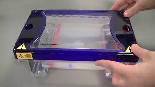 Agarose Gel Electrophoresis to separate DNA fragments [upl. by Aramahs]